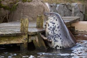 grijze zeehond portret foto