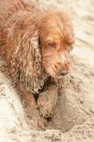 pasgeboren puppy Engels cocker spaniel hond graven zand foto