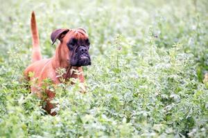 hond bokser jong puppy terwijl zittend Aan groen gras foto