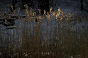 gouden planten dichtbij omhoog gekruiste door licht straal in winter tijd foto