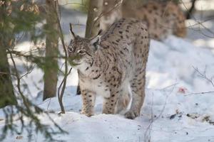 lynx in de sneeuw foto