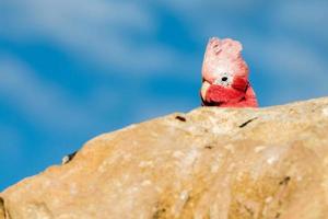 galah Australië cacatua dichtbij omhoog portret foto