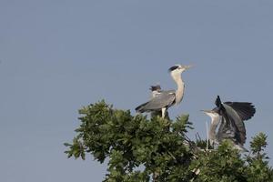 een zwart of blauw reiger terwijl voeden haar puppy foto