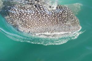 walvis haai terwijl aan het eten foto