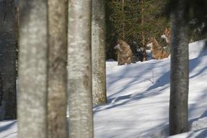 grijs wolf Aan de sneeuw achtergrond foto