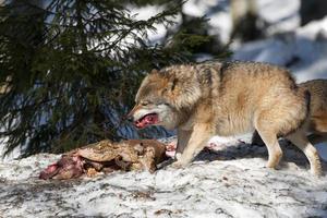 wolf aan het eten in de sneeuw foto