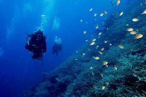 scuba duiker in vis en koralen rif achtergrond foto