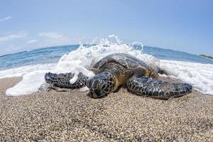 groen schildpad Aan zanderig strand in Hawaii foto