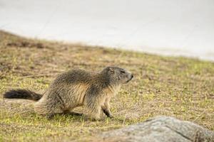 geïsoleerd marmot portret terwijl komt eraan naar u foto