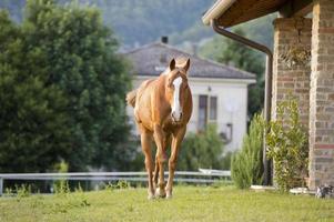 paard buiten de huis foto