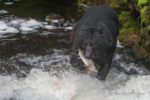 zwart beer aan het eten een Zalm in Alaska rivier- foto