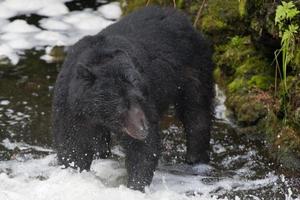 geïsoleerd zwart beer terwijl aan het eten een Zalm in Alaska foto