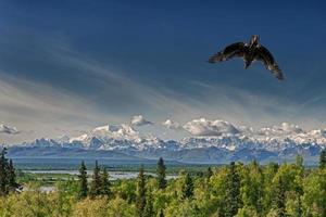 geïsoleerd adelaar vliegend over- blauw lucht in Alaska in de buurt McKinley foto