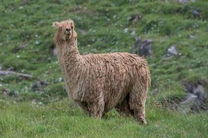 alpaca portret terwijl op zoek Bij u foto