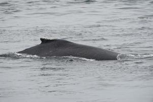 gebochelde walvis in Alaska foto