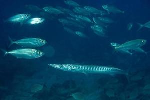 barracuda vis onderwater- foto
