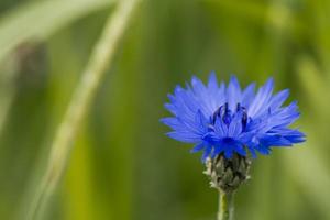 een blauw bloem Aan de groen achtergrond foto