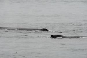 gebochelde walvis in Alaska foto