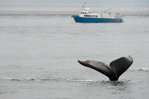 gebochelde walvis staart plons in de buurt een boot gletsjer baai Alaska foto