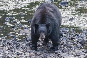 reusachtig terug beer terwijl komt eraan naar u foto