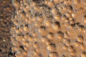 moeilijk koraal macro detail terwijl duiken in Indonesië foto