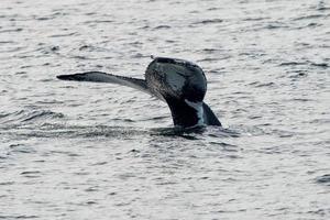 gebochelde walvis staart terwijl gaan naar beneden in de diep oceaan foto