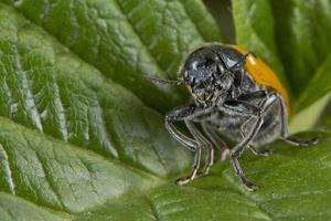 oranje lieveheersbeestje macro Aan groen achtergrond foto