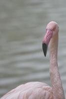 een roze flamingo portret foto