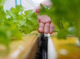 boer handen in hydrocultuur tuin in de ochtend- Gezondheid zorg concept foto