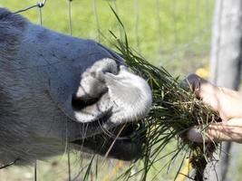verdrietig ezel gevangene in een kooi aan het eten gras van menselijk hand- foto
