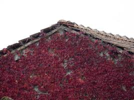 rood haag bladeren in herfst seizoen foto