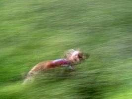 gelukkig puppy hond cocker spaniel in de groen gras foto
