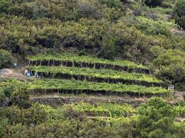 cinque terre wijn wijnstok sciacchetra wijn foto