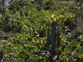 cinque terre wijn wijnstok sciacchetra wijn foto