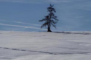 geïsoleerd pijnboom boom silhouet Aan sneeuw in bergen foto