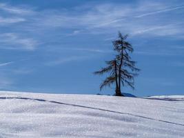 geïsoleerd pijnboom boom silhouet Aan sneeuw in bergen foto