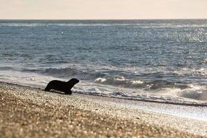 patagonië zeeleeuw op het strand foto