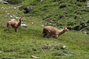 alpaca portret terwijl op zoek Bij u foto