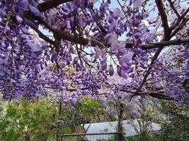 blauweregen hangende van pergola Aan zonnig dag foto