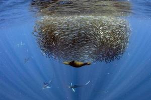 gestreept marlijn en zee leeuw jacht- in sardine aas bal in grote Oceaan oceaan foto