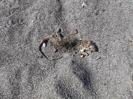 dood muis Aan zand strand foto