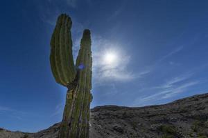 Californië reusachtig woestijn cactus dichtbij omhoog foto