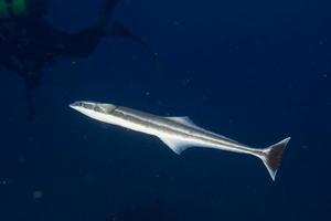 remora zuigvis Aan zwart achtergrond foto