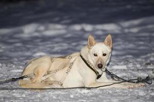 rodelen in Lapland foto