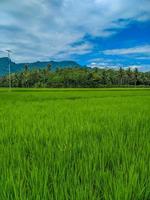 rijst- veld- boerderij landschap en mooi blauw lucht. foto