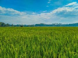 traditioneel rijst- landbouw landschap van rijst- velden en blauw lucht. foto