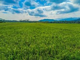 rijst- veld- boerderij landschap en mooi blauw lucht. foto
