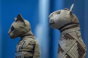 gemummificeerd kat mama Egyptische in een piramide graf foto