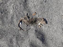 dood muis Aan zand strand foto