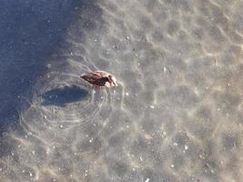 vrouw wilde eend Aan water met schaduw foto